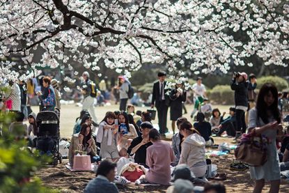 Tokyo&amp;#039;s cherry blossom festival.