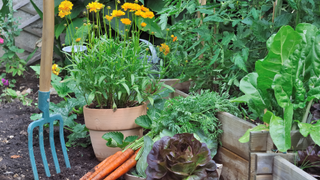 Plants and vegetable garden