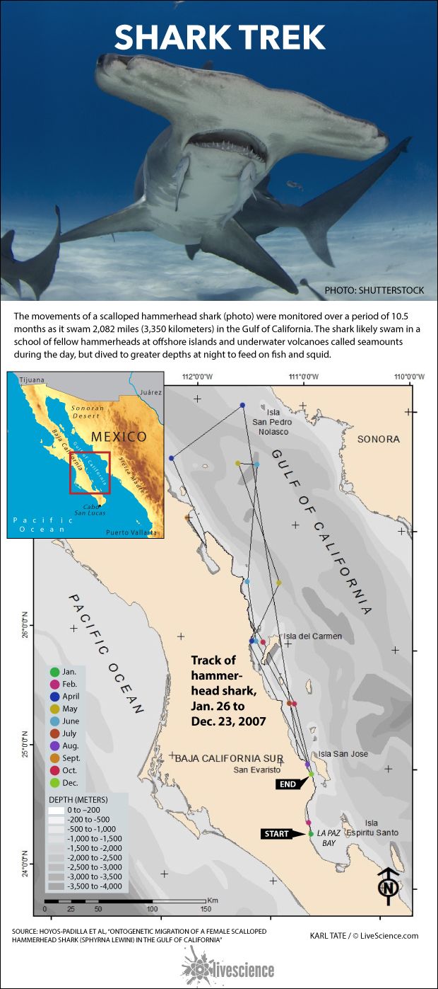 Map shows shark movements.