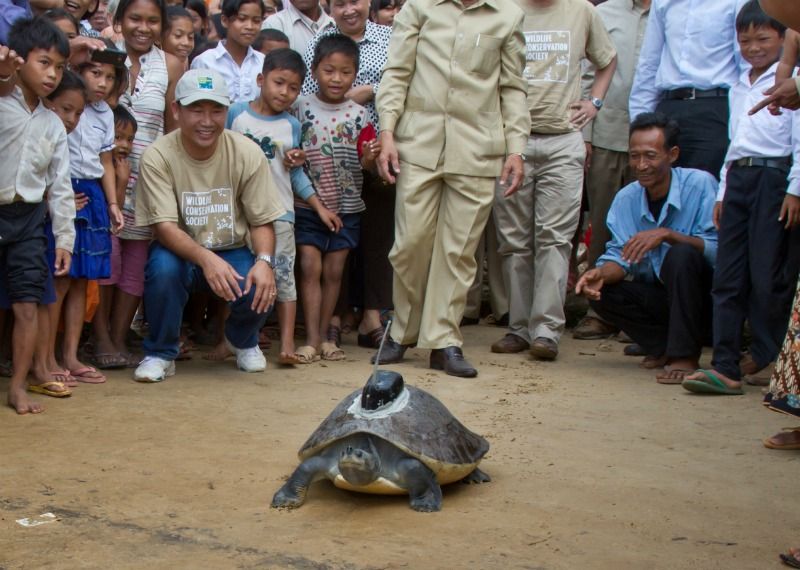 turtles, rare turtle released, southern river terrapins, rarest turtles on earth, rare reptiles, turtles in Cambodia, endangered species news, animals