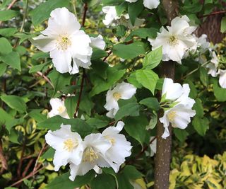 Philadelphus ‘Starbright’