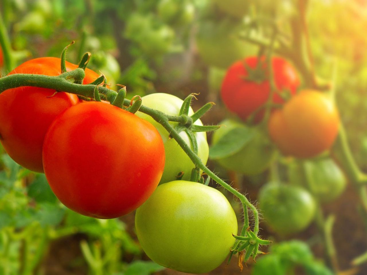 Tomato Vines Full Of Different Colored Tomatoes