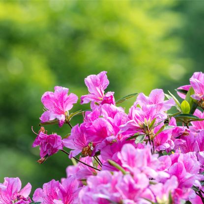 Pink azalea bush