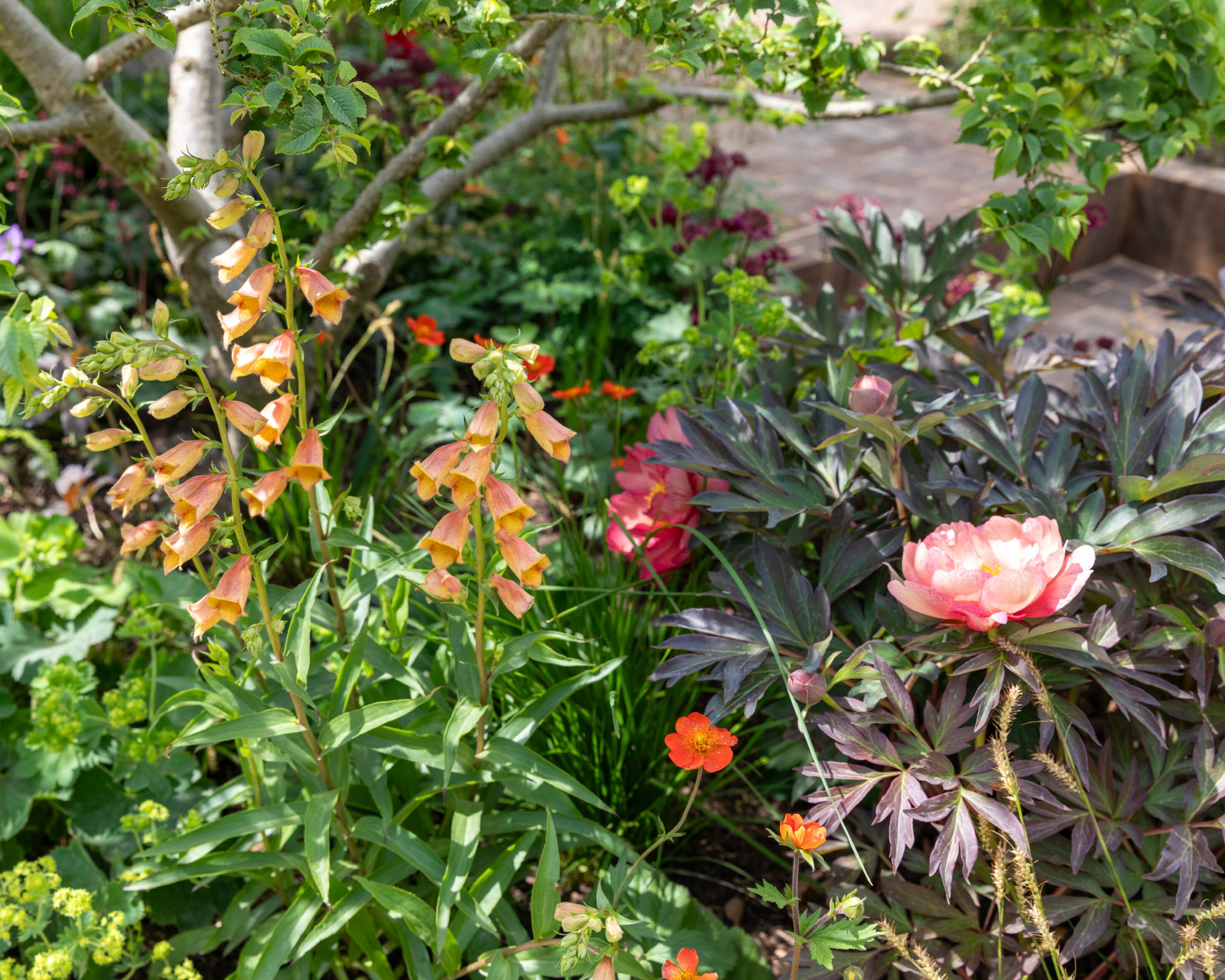 array of flowers in a show garden at RHS Chelsea Flower Show 2026