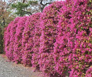 hedge planted with pink flowering loropetalum shrubs