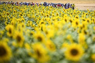 Illustration picture shows and Danish Jonas Vingegaard of JumboVisma wearing the yellow jersey while passing a field of sunflowers during stage 11 of the Tour de France cycling race from ClermontFerrand to Moulins 1798 km France Wednesday 12 July 2023 This years Tour de France takes place from 01 to 23 July 2023 BELGA PHOTO JASPER JACOBS Photo by JASPER JACOBS BELGA MAG Belga via AFP Photo by JASPER JACOBSBELGA MAGAFP via Getty Images