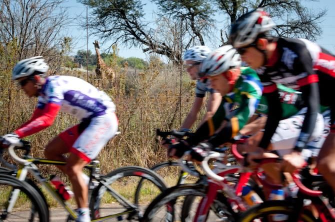 A wild giraffe watches the race at the Mzansi Tour 2013 (South Africa)