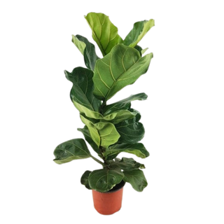 A live ficus lyrata plant