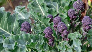 purple sprouting ready to harvest