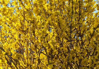 Yellow Forsythia Flowering on the shore