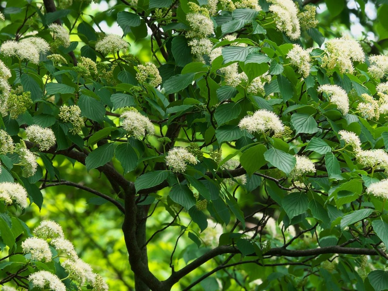 Flowering Pagoda Dogwood Tree