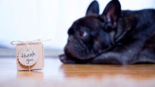 Dog looking at a 'thank you' box — tips for training your dog