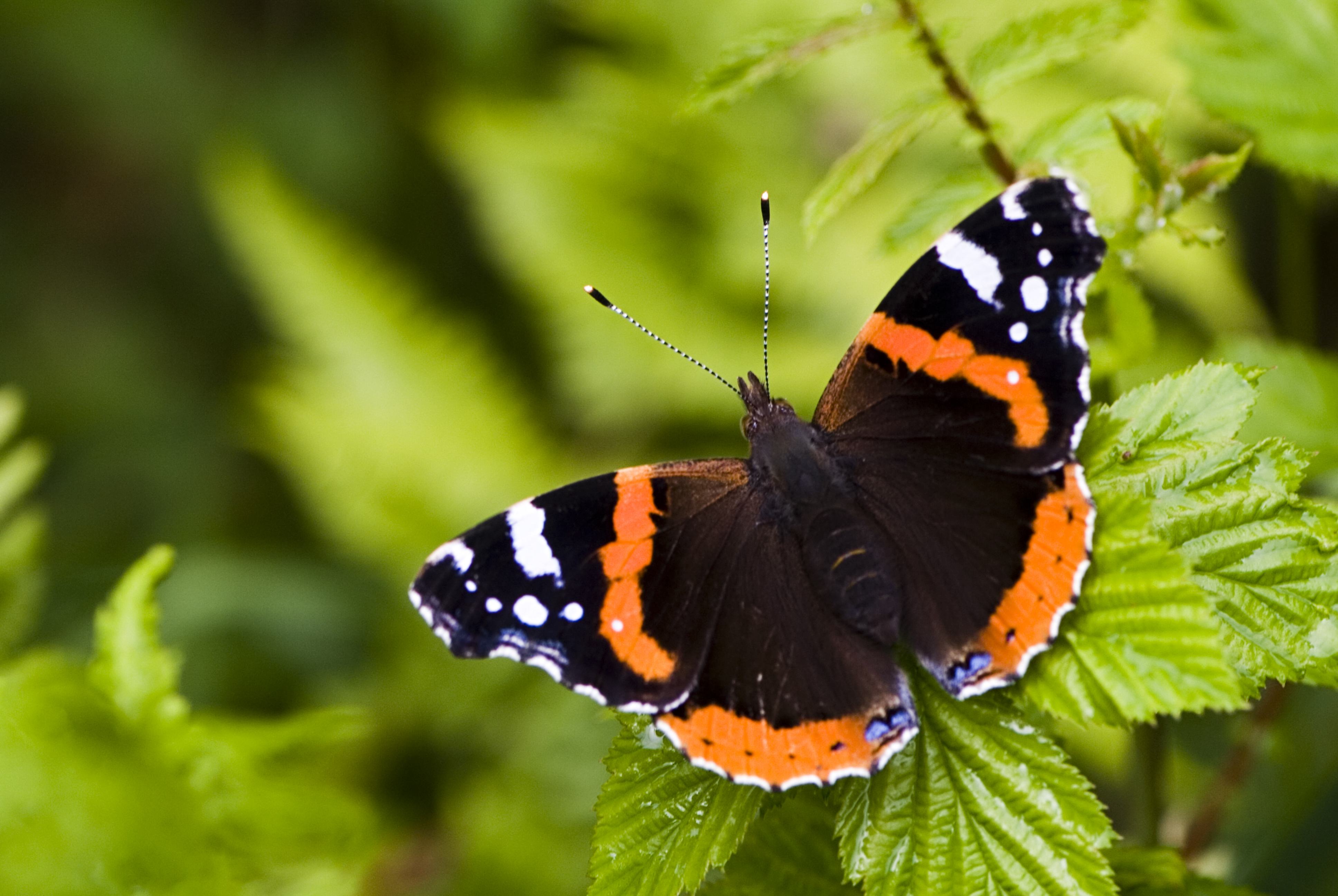butterfly on plant