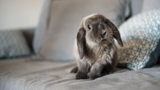 Rabbit on the couch being housed indoors