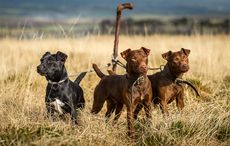 Patterdale terrier