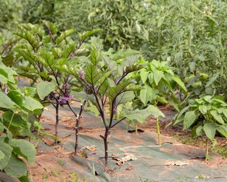 companion planting eggplant alongside paprika, cucumber and tomato plants to aid pollination and deter pests
