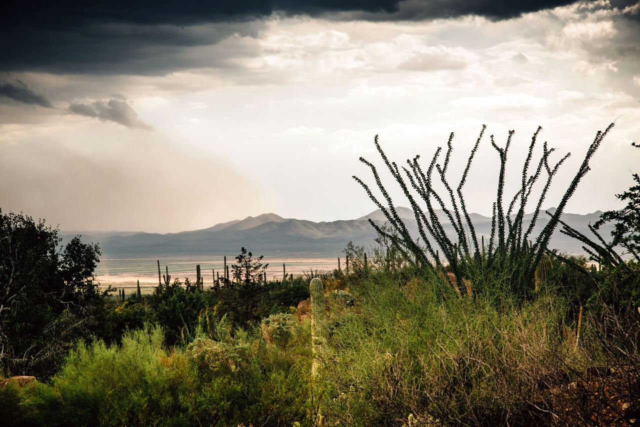 Saguaro National Park, Arizona