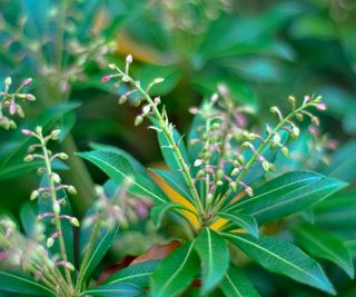 pieris japonica in bloom