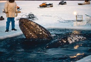 gray whale rescue, Big Miracle