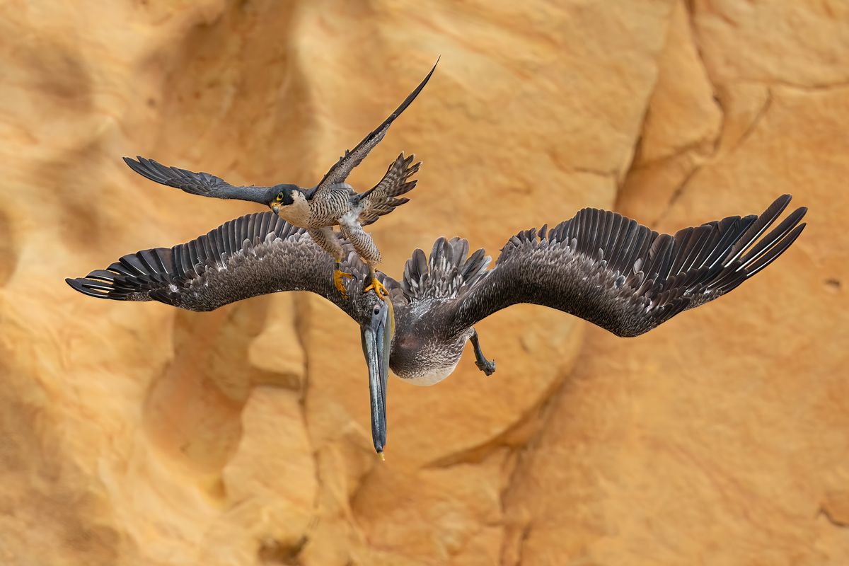 A female Peregrine Falcon fiercely protects her young, attacking anything that comes near the nest. For four years, I attempted to capture these rare moments of her attacking large Brown Pelicans.