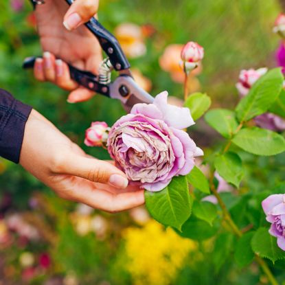 Deadheading fading flower on rose bush