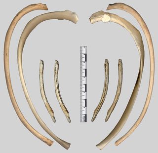 rib shape of Au. sediba, chimpanzee and human