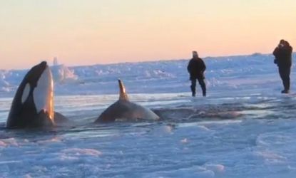 The race to save a pod of killer whales trapped in ice