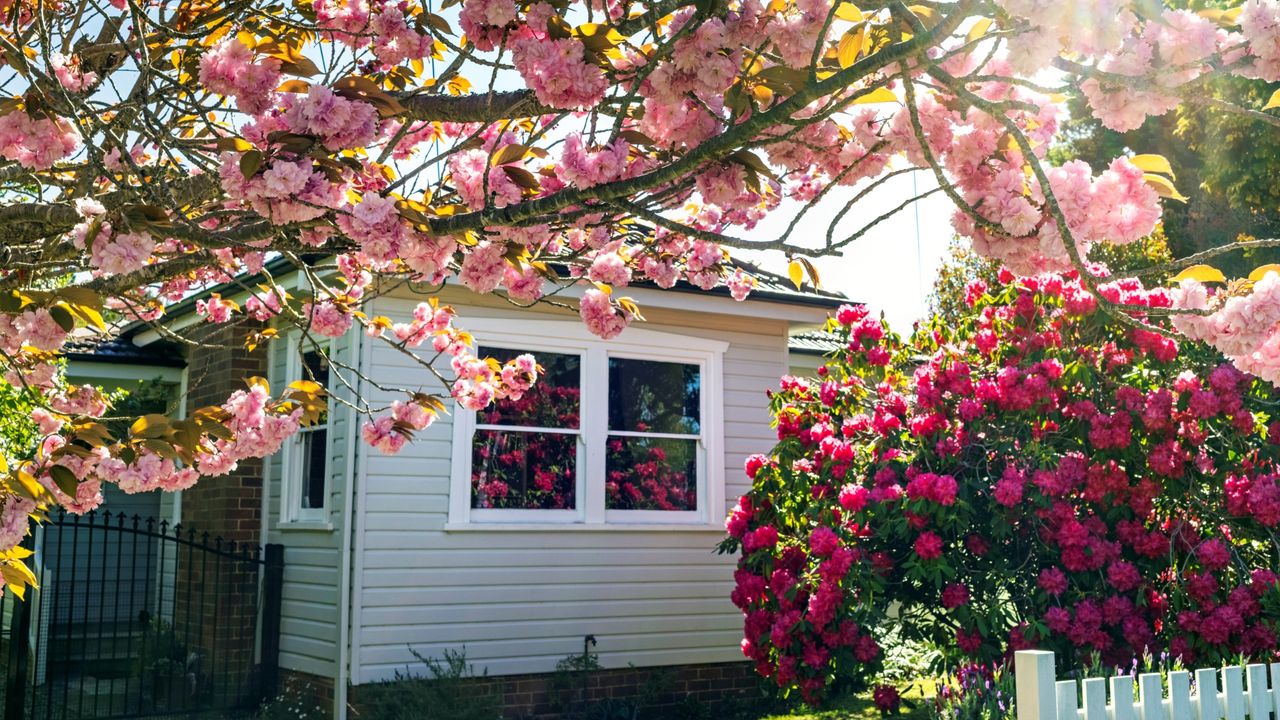 Small house in summer sunlight pictured through pink cherry blossoms and streams of summer sunshine 