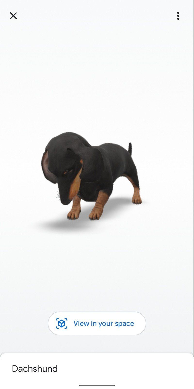 Dachshund