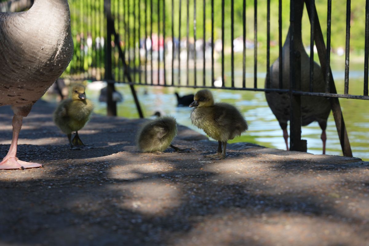 Goslings standing beside adult geese near a lakeside fence.