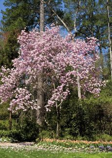 Large Blooming Magnolia Tree