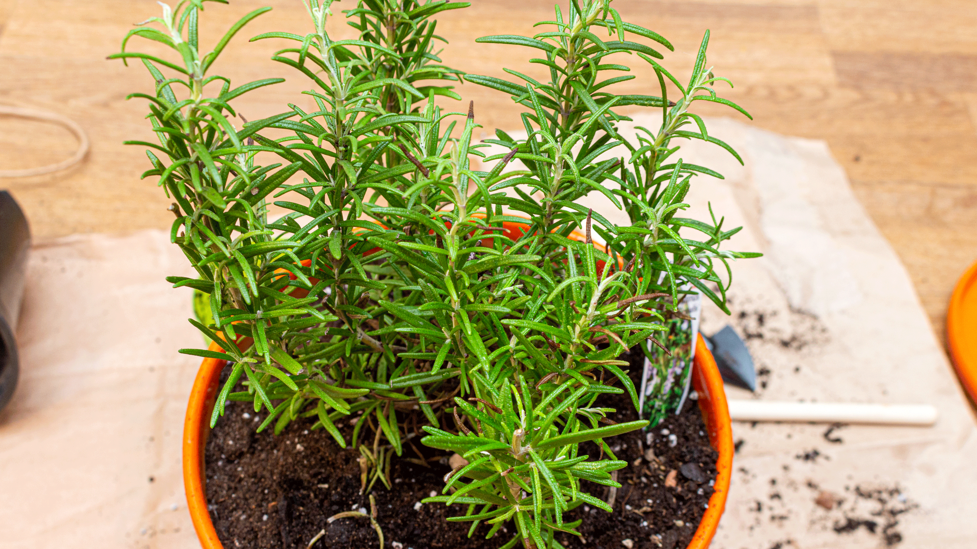 Rosemary on sale in pots