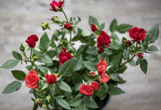 close up of miniature rose houseplant