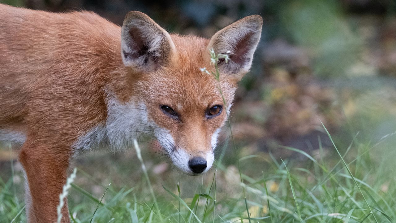 A young fox in a garden