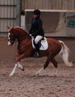 Emily Ham's Alfie doing ridden dressage with Naiomi