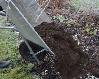 mulching a border