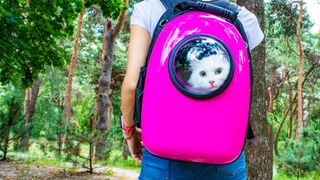 Cat in backpack out in nature