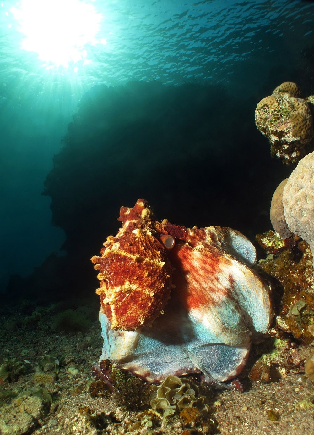 An octopus on the sea floor, looking surprisingly like a conch shell.