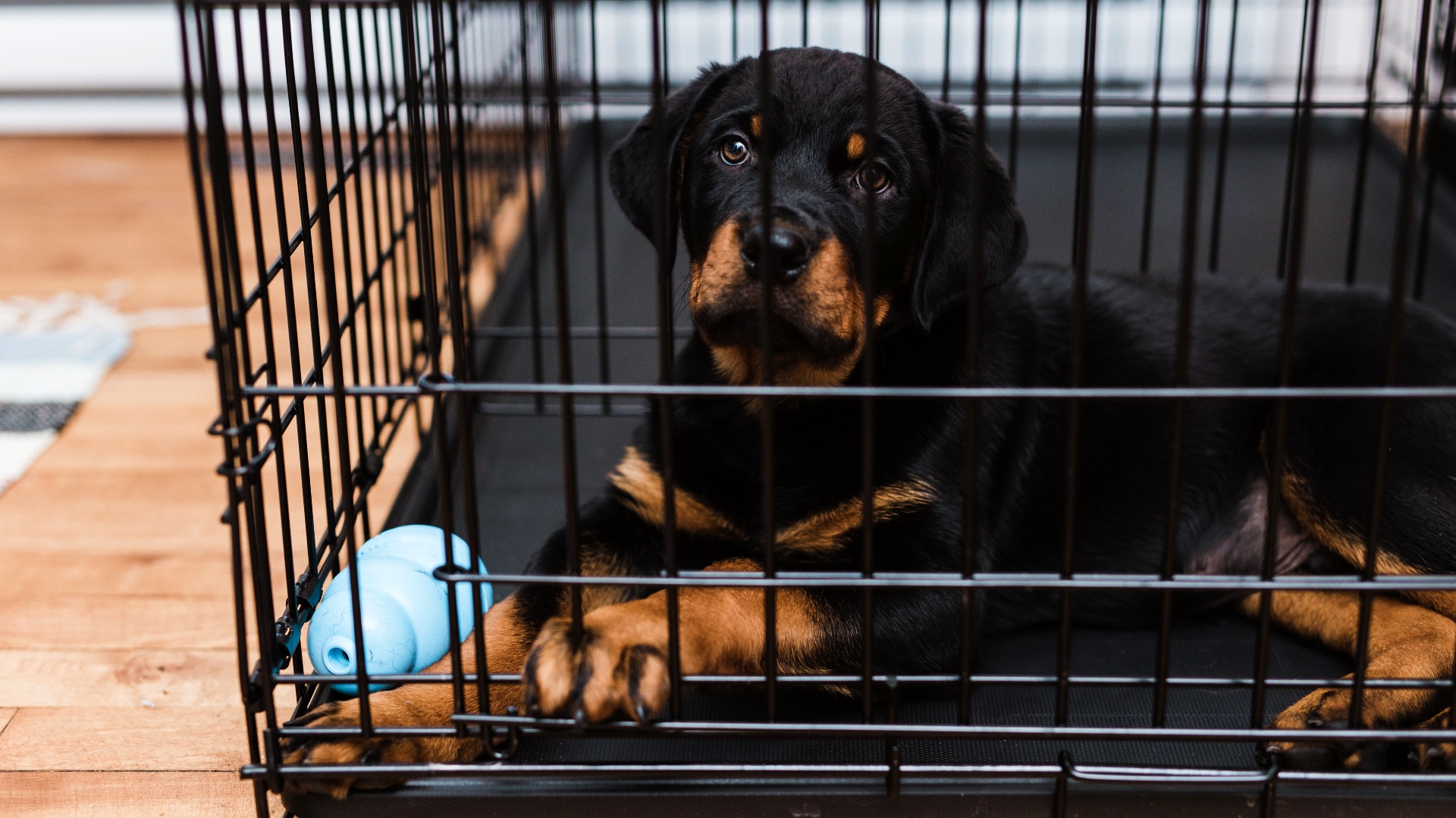 How to stop your puppy crying in crate and help them to settle | PetsRadar