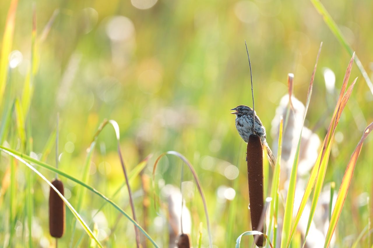 Image sample from the Sony FE 600mm f/6.3 GM OSS