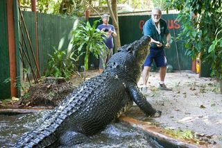 Saltwater crocodile, Cassia