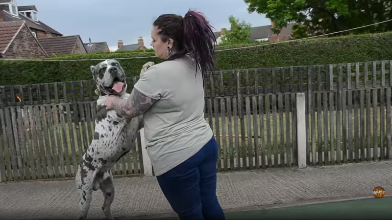 Bandog cuddling owner