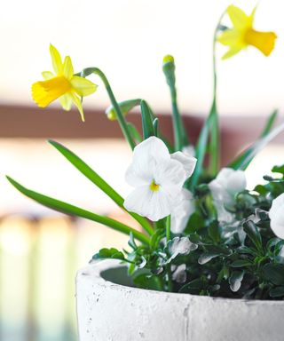 Spring flowers in container