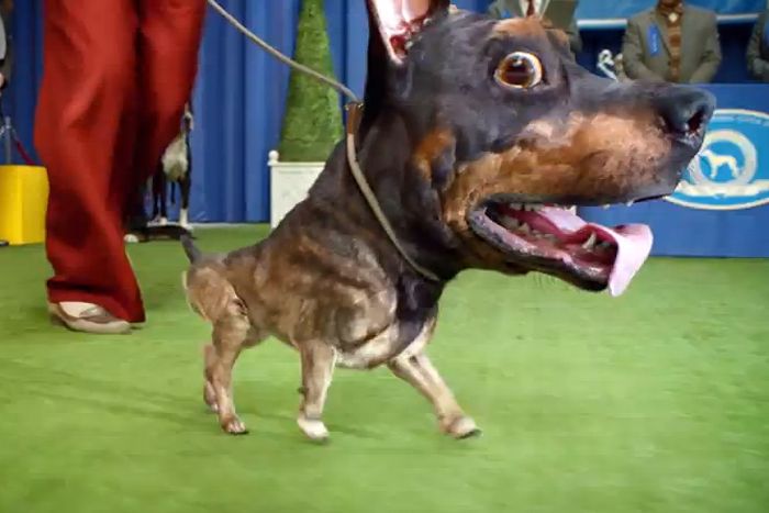 doberhuahua, compromise, Audi, Super bowl 2014 commercials