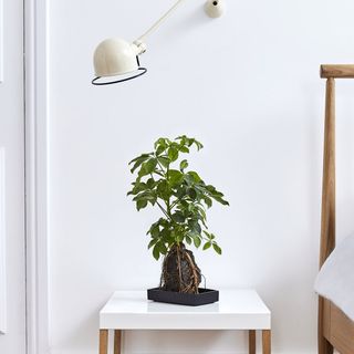 house plant on a bedside tale