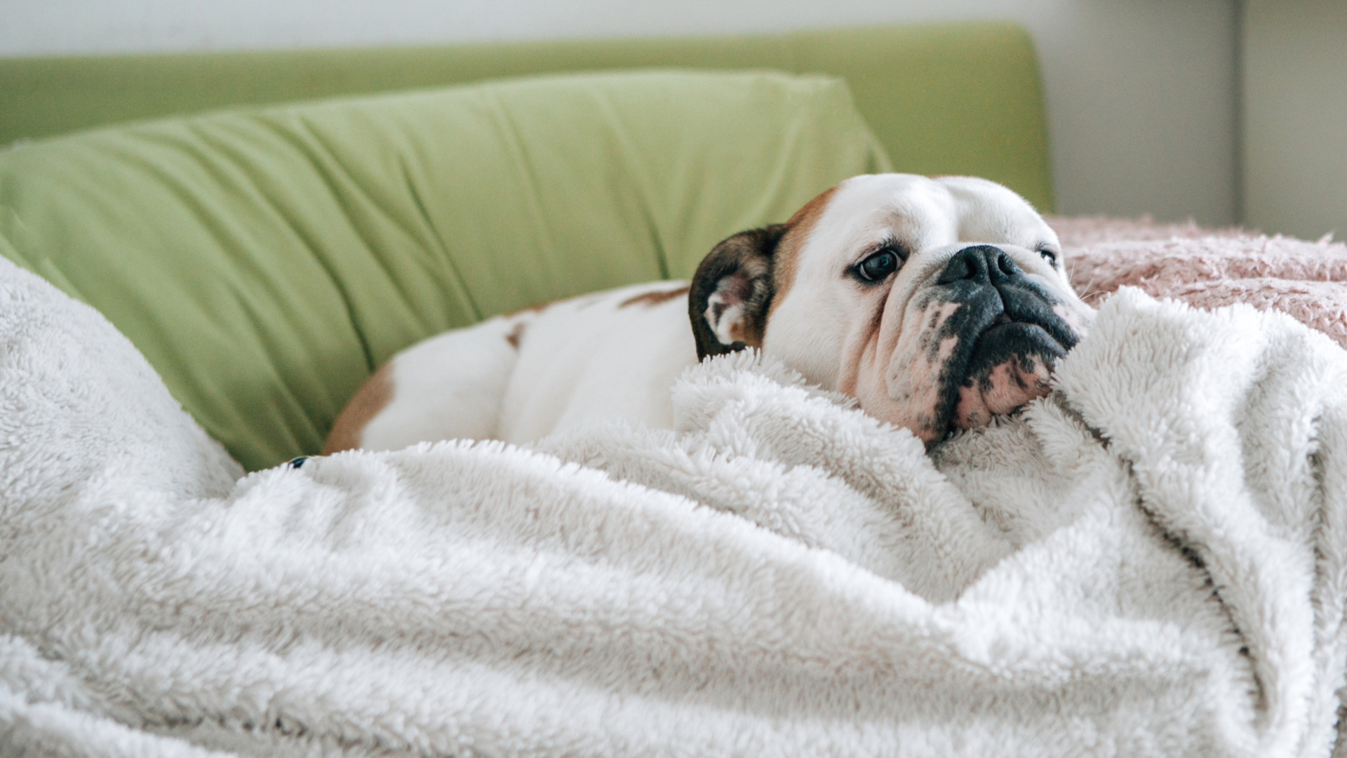 A dog snuggled up on the sofa feeling sorry for themselves