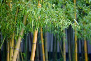 how to grow bamboo: easy evergreen
