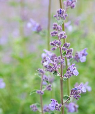 Nepeta racemosa ‘Walker's low'.