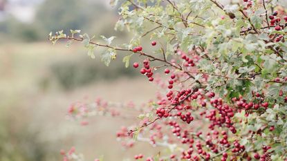 A hawthorn hedge with red berries