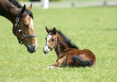 See-a-foal-being-born.jpg